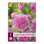 Stokroos bollen Pink (zak van 2 stuks)